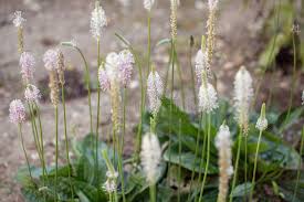Attēlu rezultāti vaicājumam “Plantago media leaf”