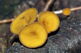 Attēlu rezultāti vaicājumam “Rutstroemia firma”