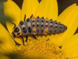 Attēlu rezultāti vaicājumam “Coccinella septempunctata”