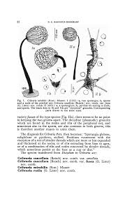 Attēlu rezultāti vaicājumam “Cribraria cancellata var. fusca spores”