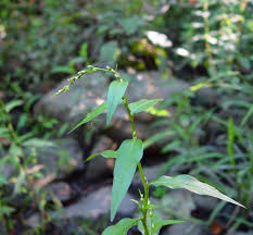 Attēlu rezultāti vaicājumam “Persicaria hydropiper”