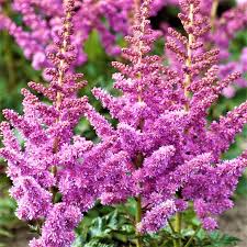 Image result for Astilbe