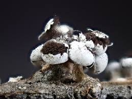 Attēlu rezultāti vaicājumam “Diderma ochraceum macro”