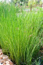 Attēlu rezultāti vaicājumam “Schoenoplectus lacustris subsp. glaucus fruit”