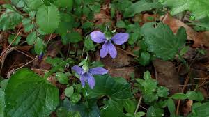 Attēlu rezultāti vaicājumam “Viola uliginosa”