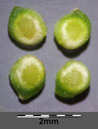 Attēlu rezultāti vaicājumam “Ranunculus sceleratus fruit”