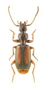 Attēlu rezultāti vaicājumam “Ostoma ferruginea”