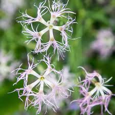 Image result for Dianthus superbus