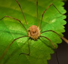 Attēlu rezultāti vaicājumam “Phalangium opilio”