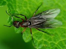 Attēlu rezultāti vaicājumam “Formica rufa”