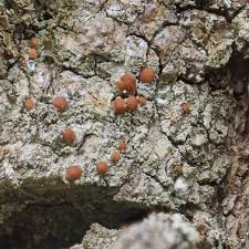 Attēlu rezultāti vaicājumam “Bacidia rubella”