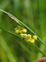 Attēlu rezultāti vaicājumam “Carex ornithopoda fruit”