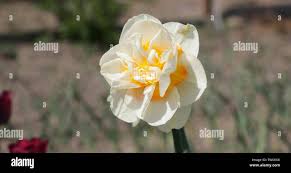 Attēlu rezultāti vaicājumam “Narcissus bud”