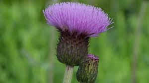 Attēlu rezultāti vaicājumam “Cirsium heterophyllum”