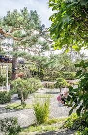 Image result for Blaudistel