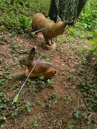 Image result for Ashcombe Valley Archers