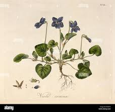 Attēlu rezultāti vaicājumam “Viola canina flower”