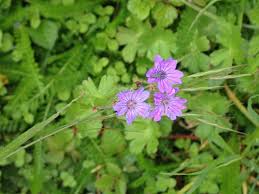 Attēlu rezultāti vaicājumam “Geranium pyrenaicum flower”