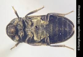 Attēlu rezultāti vaicājumam “Dermestidae”