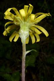 Attēlu rezultāti vaicājumam “Scorzonera humilis bud”