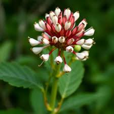 Attēlu rezultāti vaicājumam “Actaea spicata flower”