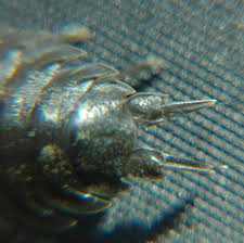 Attēlu rezultāti vaicājumam “Oniscoidea”