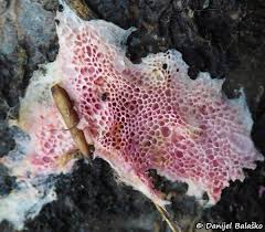 Attēlu rezultāti vaicājumam “Ceriporia purpurea”