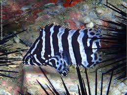 Image result for Dermatolepis inermis