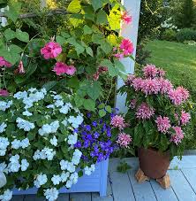 Image result for Impatiens walleriana