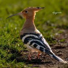 Attēlu rezultāti vaicājumam “Upupa epops adult”