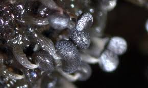 Attēlu rezultāti vaicājumam “Physarum leucophaeum macro”