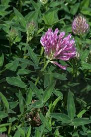 Attēlu rezultāti vaicājumam “Trifolium medium flower”