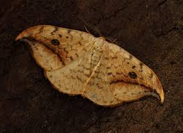 Attēlu rezultāti vaicājumam “Drepana falcataria”