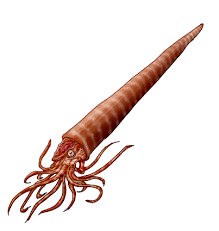 Attēlu rezultāti vaicājumam “Endoceras”