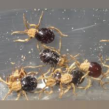 Attēlu rezultāti vaicājumam “Ptinus sp. male”