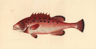 Image result for Mycteroperca venenosa