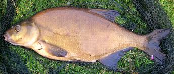 Image result for Abramis brama