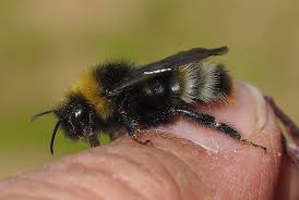 Attēlu rezultāti vaicājumam “Psithyrus sylvestris”