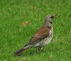 Attēlu rezultāti vaicājumam “Turdus pilaris”