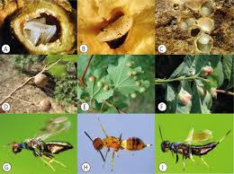 Attēlu rezultāti vaicājumam “Aulacidea hieracii”