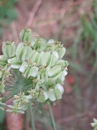 Attēlu rezultāti vaicājumam “Laserpitium latifolium leaf”