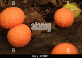 Attēlu rezultāti vaicājumam “Lycogala botrydium spores”