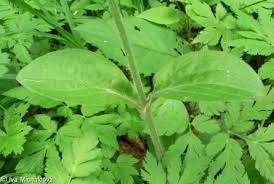 Attēlu rezultāti vaicājumam “Silene dioica leaf”