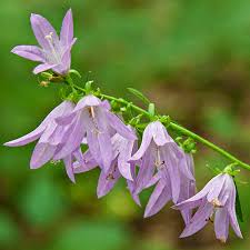 Attēlu rezultāti vaicājumam “Campanula rapunculoides bud”