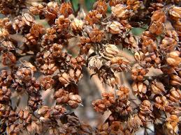 Attēlu rezultāti vaicājumam “Hylotelephium telephium bud”