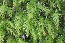 Attēlu rezultāti vaicājumam “Plagiomnium”