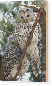 Attēlu rezultāti vaicājumam “Strix uralensis”