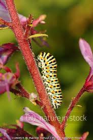 Attēlu rezultāti vaicājumam “Papilio machaon larva”