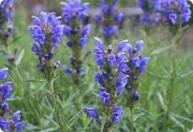 Attēlu rezultāti vaicājumam “Dracocephalum ruyschiana”