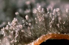 Attēlu rezultāti vaicājumam “Trichia botrytis var. cerifera spores”